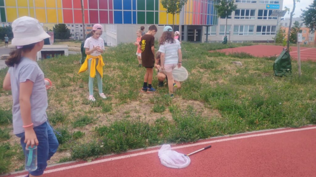 Lovilo sa na lúke  na Kráľovej hore, ale i v areáli Majerníkova, ktorý je vďaka diferencovaného koseniu počas roka rajom pre rôzne druhy hmyzu.